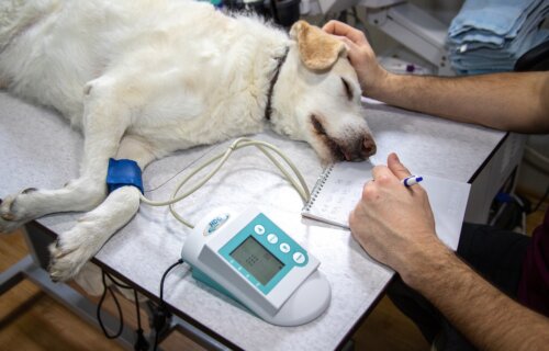 vet taking blood pressure measurement for dog