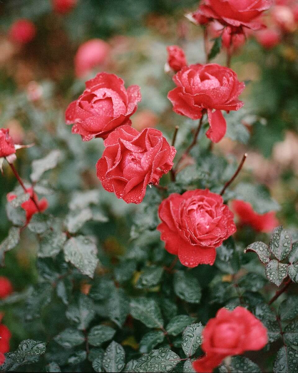 Bush of Red Roses Covered with Droplets of Water