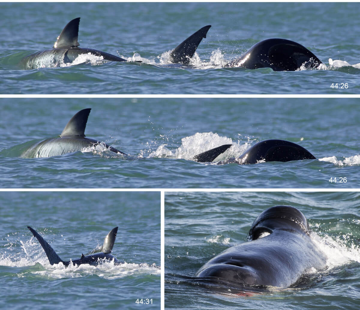 Orca (killer whale) predation timeline