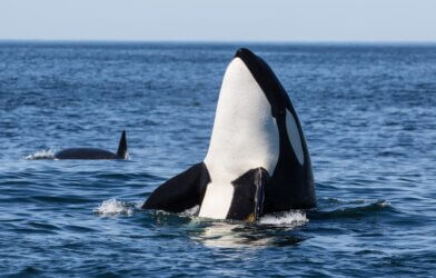 Killer whale (Orca)