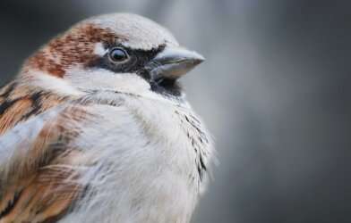 Sparrow on a tree branch