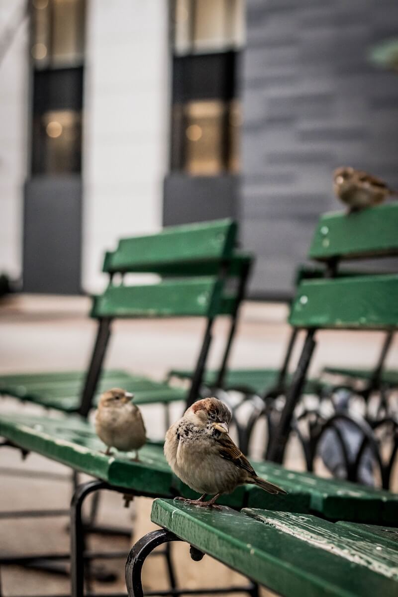 Sparrows on a city bench