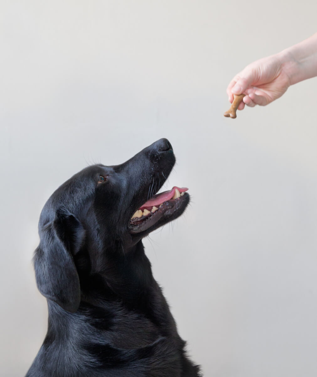 A quarter of all Labradors have a genetic mutation that triggers a starvation signal in their body, making them feel hungry all the time and burn off fewer calories