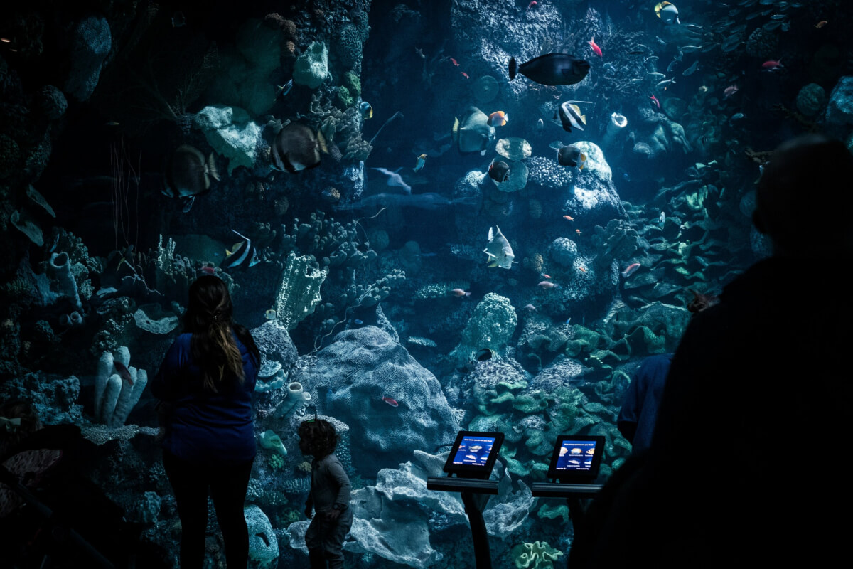 Shedd Aquarium exhibit