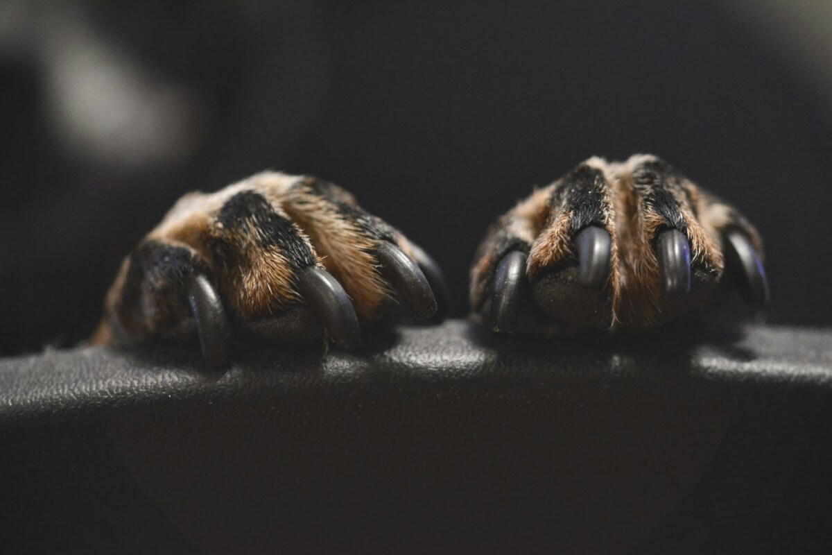 A dog's paws with long nails