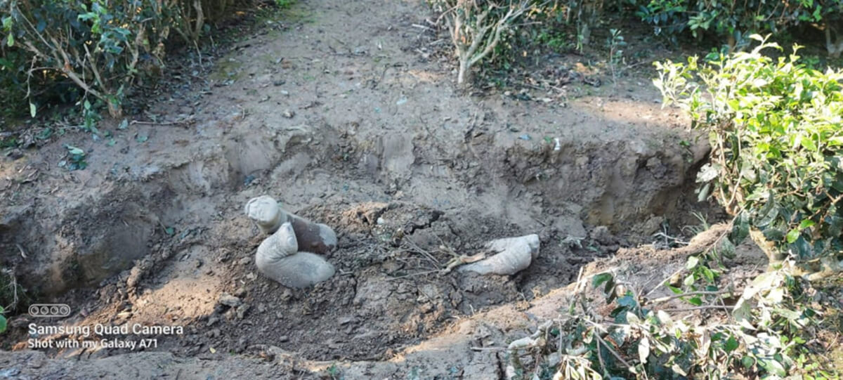 A buried elephant carcass on an Indian tea estate