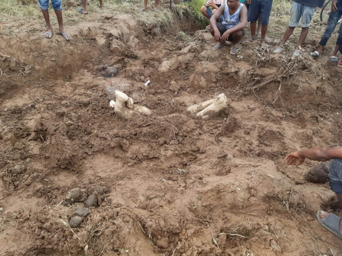 A buried elephant carcass on an Indian tea estate.