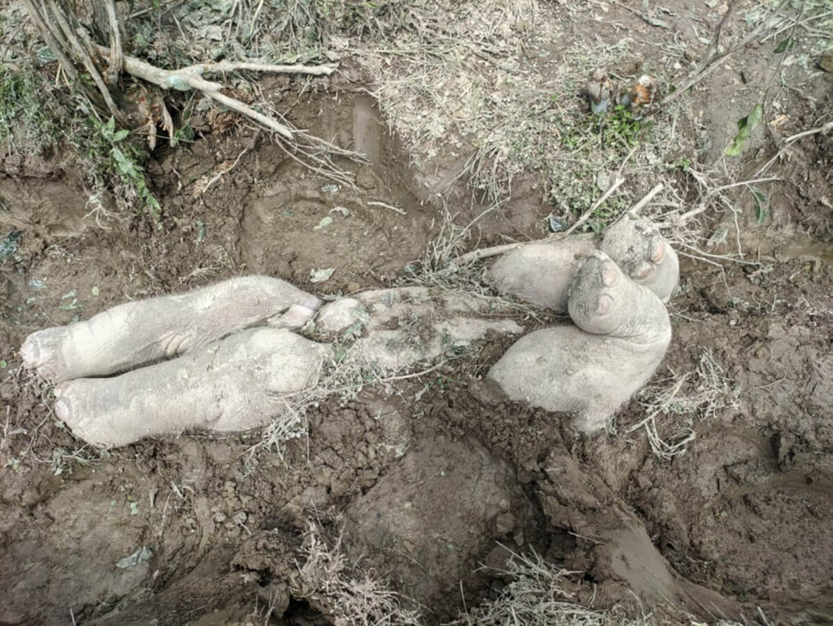One of five buried baby elephants on an Indian tea estate. 