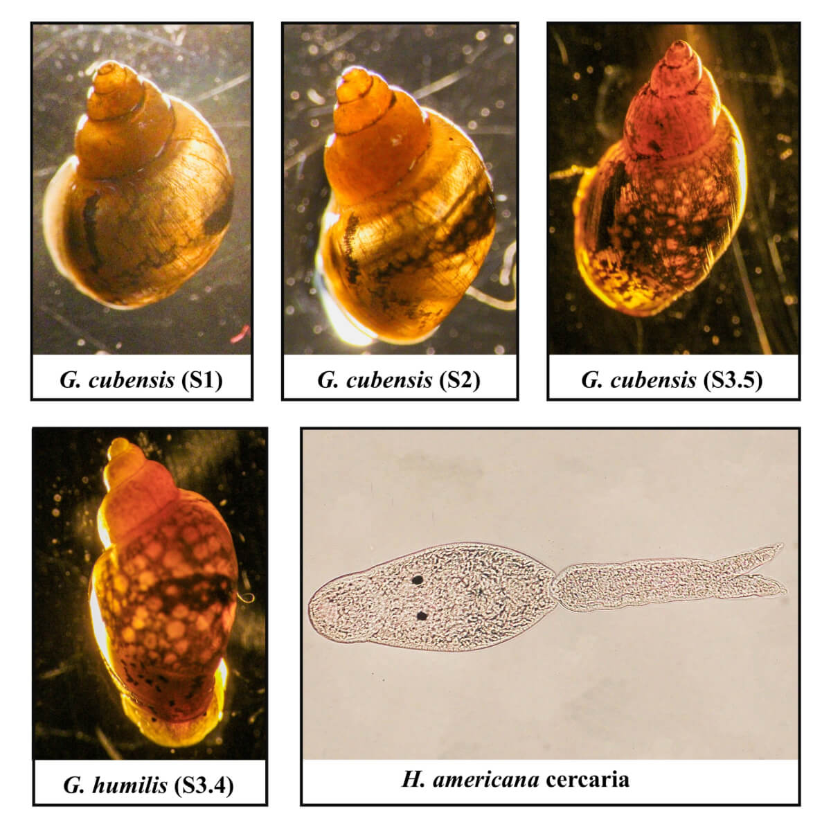 The flatworm H. americana and the snail that transmits it during one of its life stages