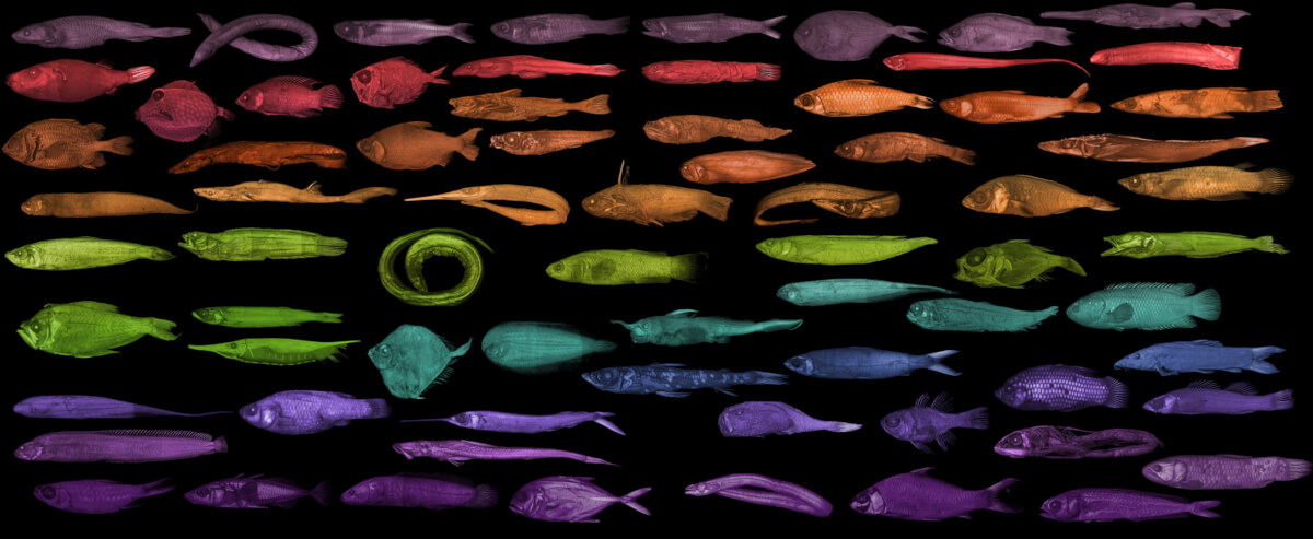 A collage of scanned fish