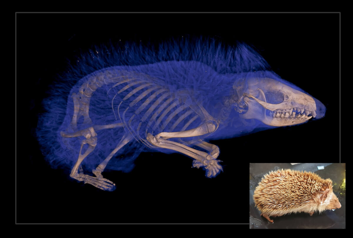 A scan of a Hedgehog. With CT scanning, scientists can study a specimen's internal anatomy without the need for dissection. 
