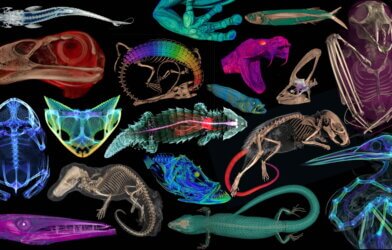 Incredible new project sees thousands of creatures scanned for scientific discovery