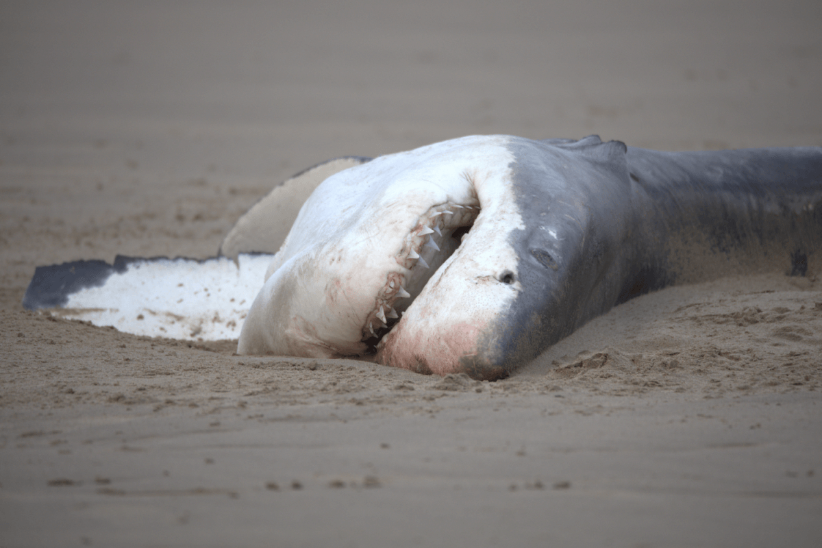 Photo of great white shark carcass