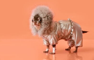 A Chihuahua in a dog coat