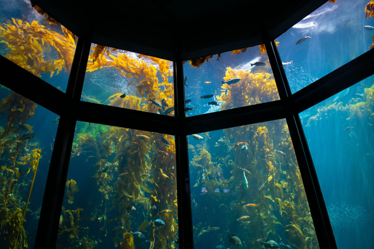 The kelp forest at the Monterey Bay Aquarium 