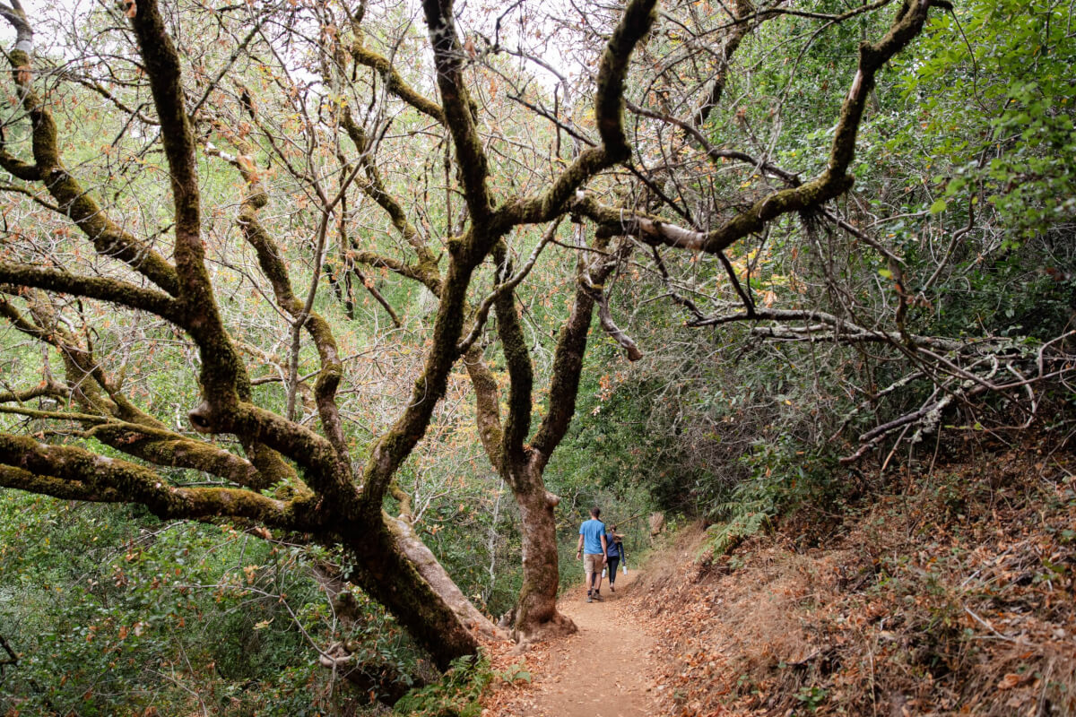 Hiking trail at Foothills Nature Preserve in Los Altos Hills