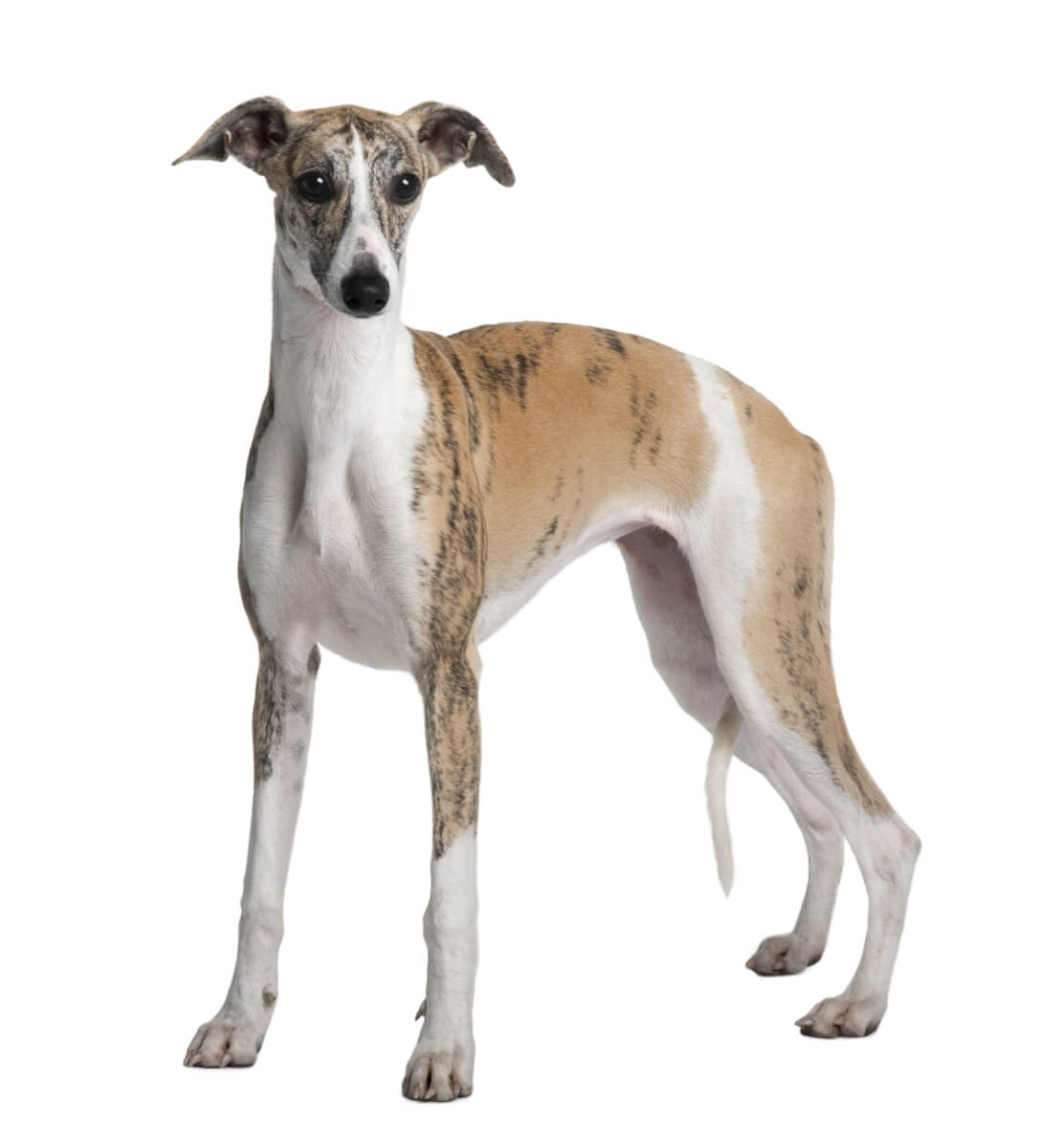 A young Whippet