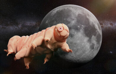 Tardigrade floating by the Moon