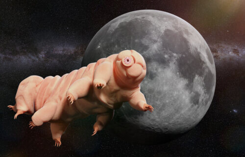 Tardigrade floating by the Moon