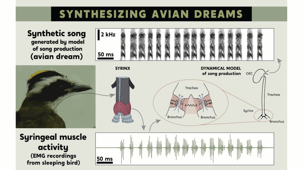Vocal muscle activity of birds during sleep can be translated into synthetic songs. 