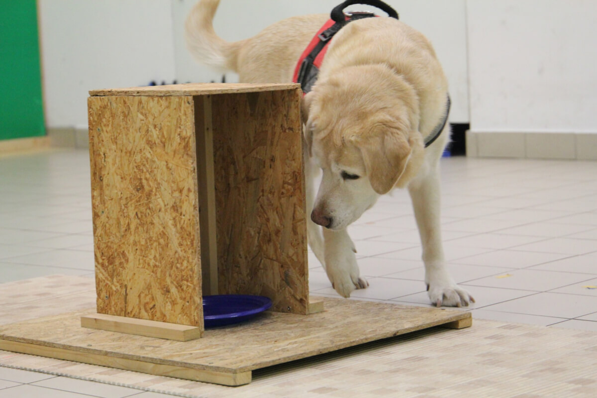 One of the dogs in the study takes part in the canine cognition tests.