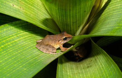 Haddadus binotatus (leaf litter frog)