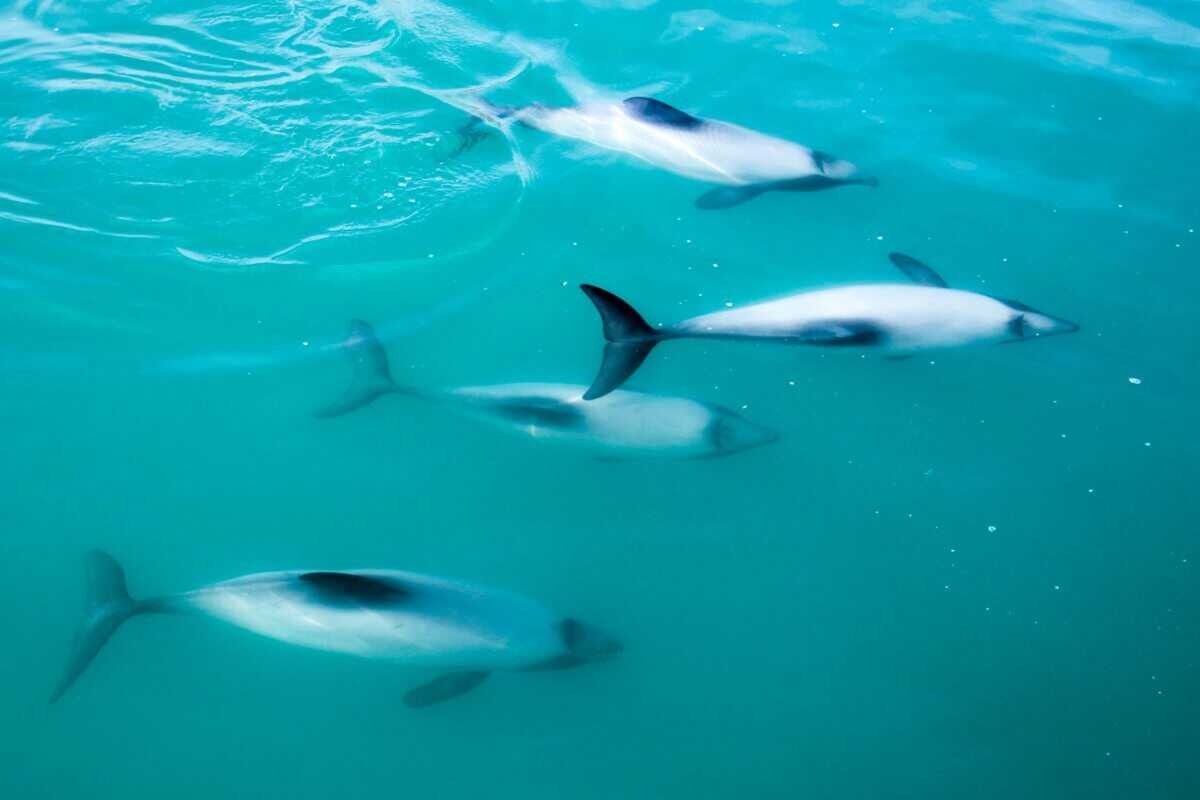 Hector's dolphins swimming off of South Island, New Zealand