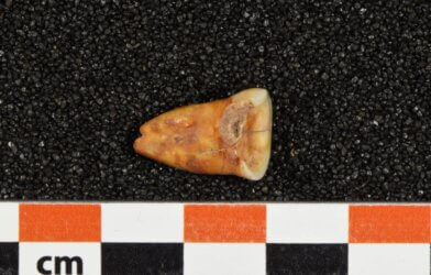 Human tooth from the Taforalt Cave in Morocco, showing severe wear and caries.