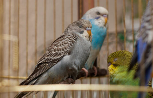 Parakeets sleeping in their cage