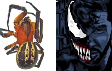 Venomius tomhardyi pictured next to an illustration of Tom Hardy's Venom character