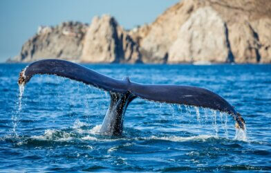 A whale's tail pokes out of the water's surface off the Pacific