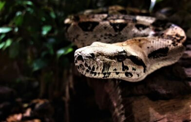 anaconda snake on tree branch