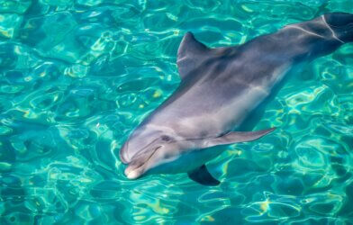 bottlenose dolphin in water