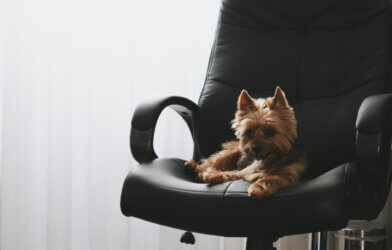 brown long coated small dog on black leather office rolling chair