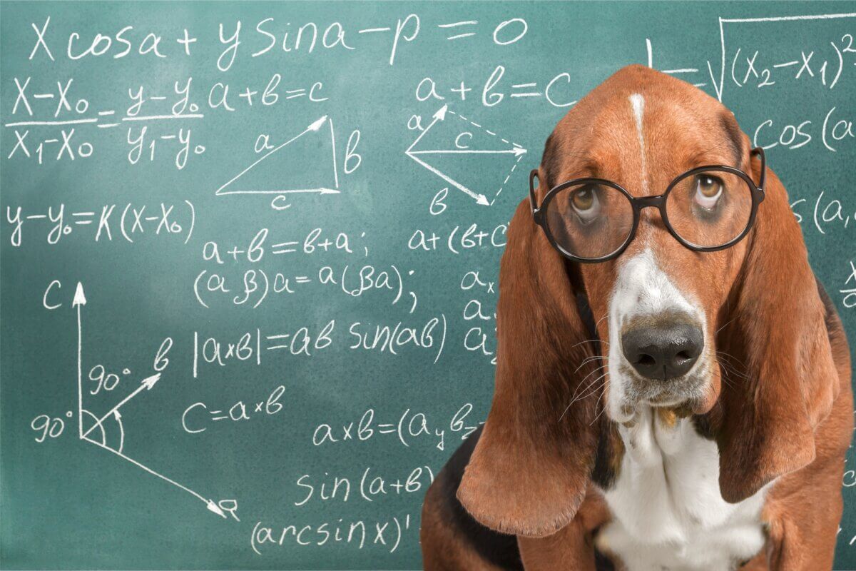 Can animals count? Scientists discover math skills are not just for humans