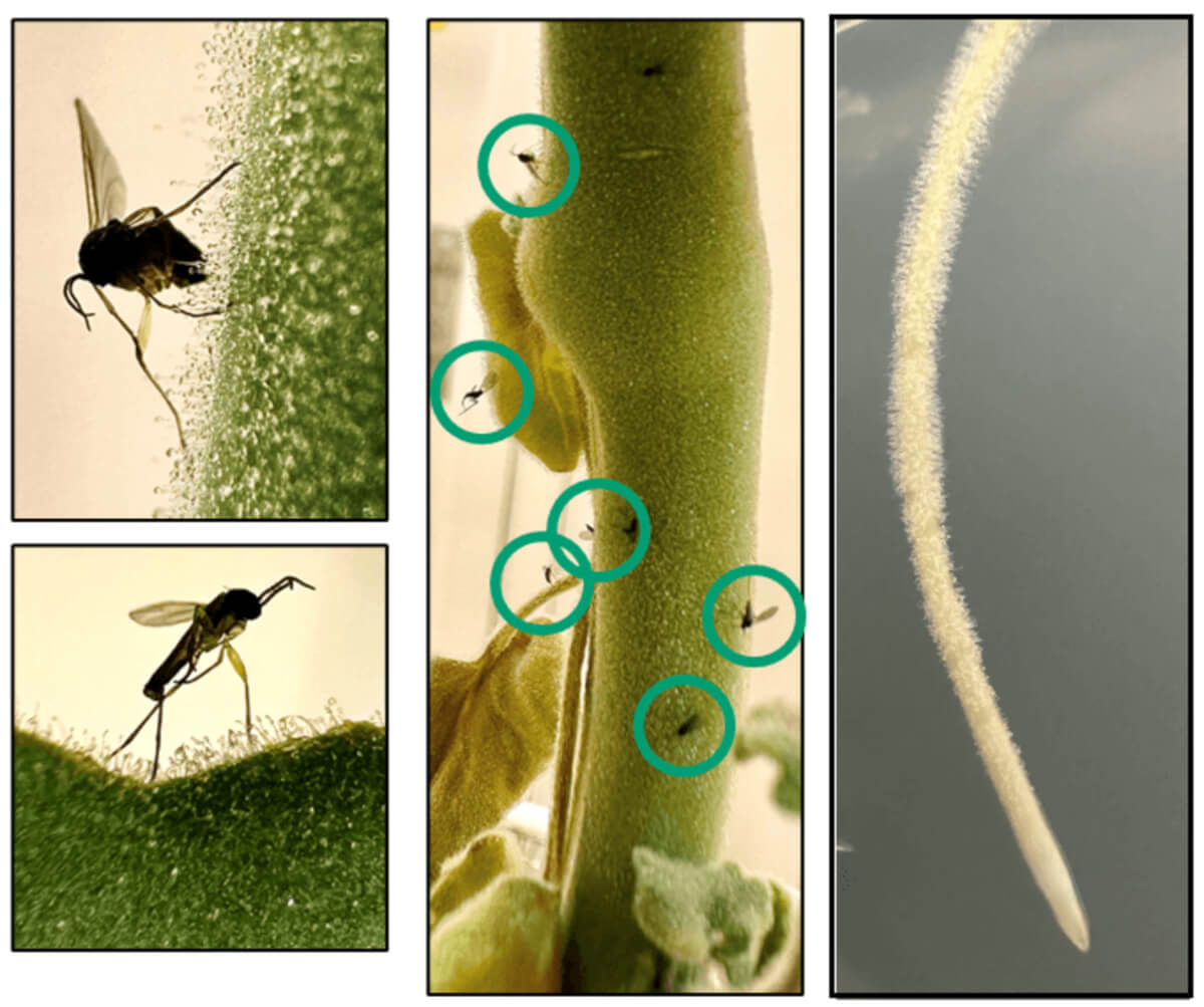 Left three images: close-ups of tomato trichomes where acylsugars are produced. These sticky chemicals act as natural flypaper for potential pests. On the right: a close-up of tomato plant roots covered in small hairs