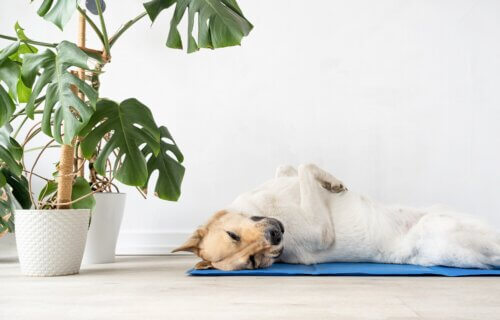 A dog sleeping on a cooling mat