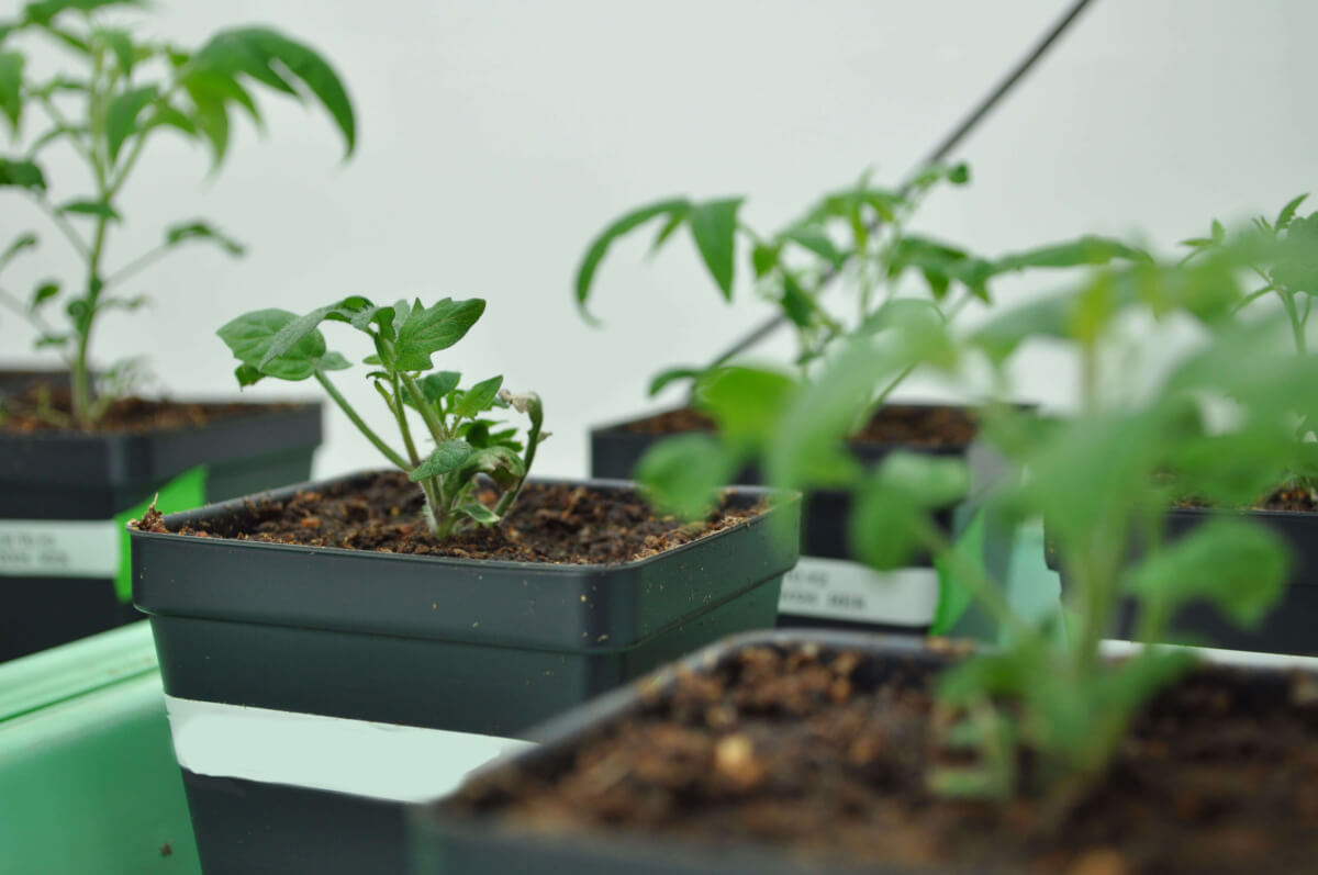 Tomato seedlings are grown for the Last lab’s research into the Solanaceae plant family, also known as nightshades