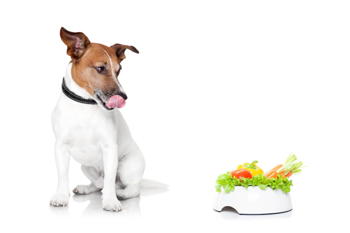 Jack Russel Terrier licking its mouth at vegan dog food bowl