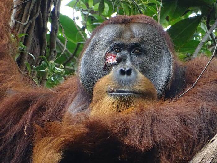 Facial wound of adult flanged male orangutan Rakus 