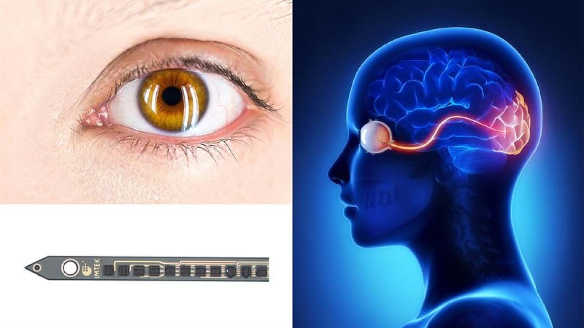 A group of researchers from Chalmers University of Technology in Sweden, University of Freiburg and the Netherlands Institute for Neuroscience have created an exceptionally small implant, with electrodes the size of a single neuron that can also remain intact in the body over time – a unique combination that holds promise for future vision implants for the blind.
