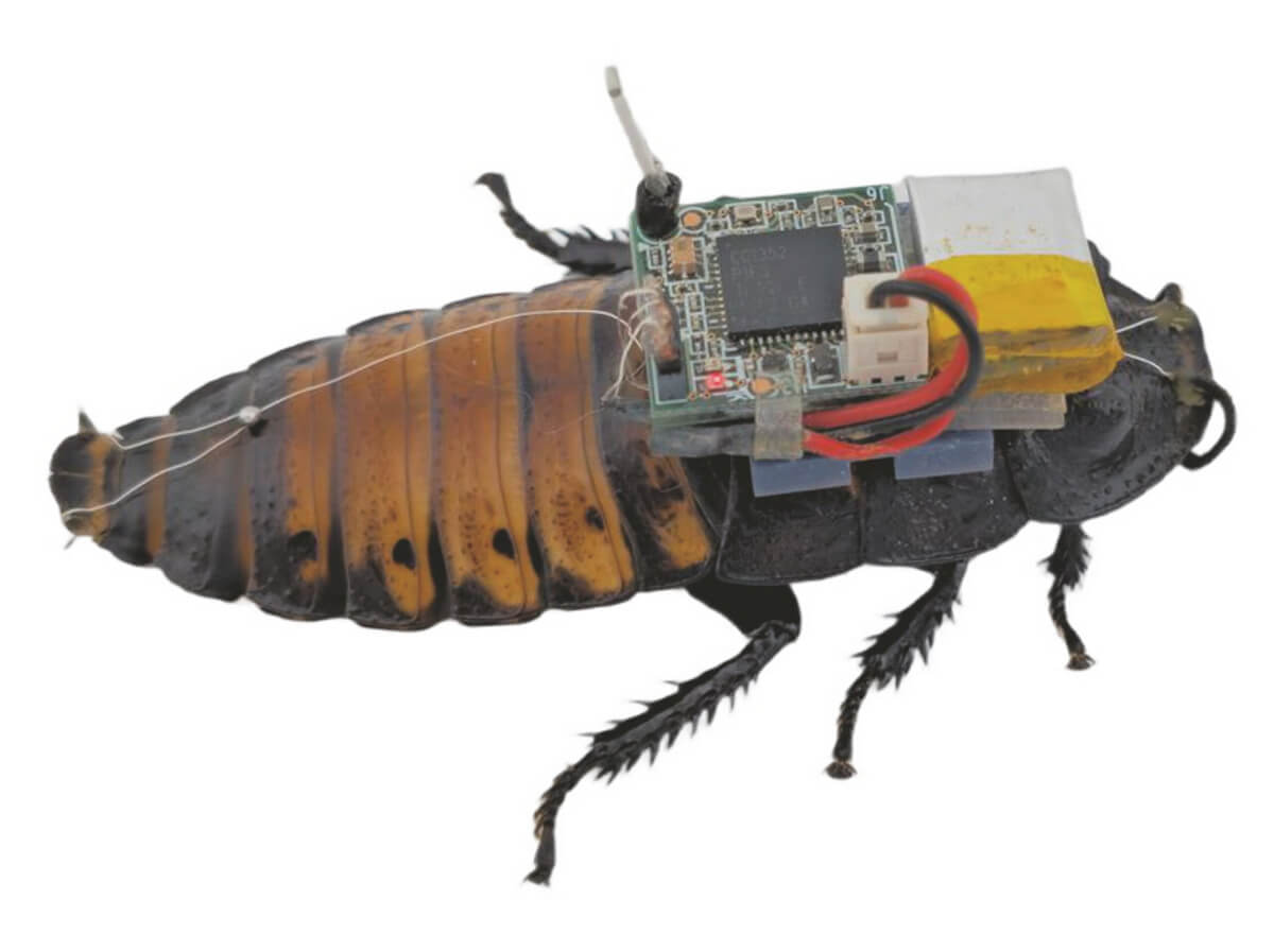cyborg cockroach