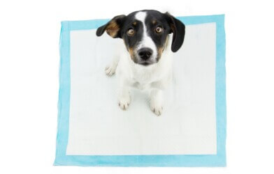 A puppy sitting on a pee pad