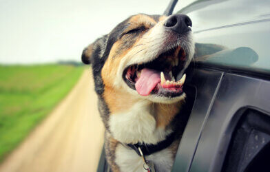 A happy dog hanging out a car window