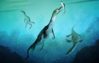 Reconstruction of the oldest sea-going reptile from the Southern Hemisphere. Nothosaurs swimming along the ancient southern polar coast of what is now New Zealand around 246 million years ago. Artwork by Stavros Kundromichalis.
