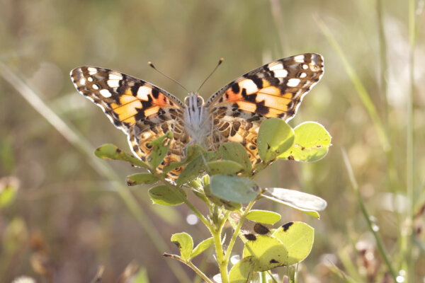 A painted lady Butterfly