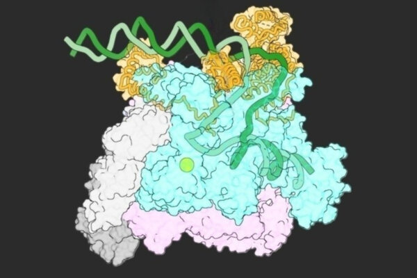 One of the first-ever images of the open complex that forms when RNAP encounters DNA and kicks off the process of transcription.