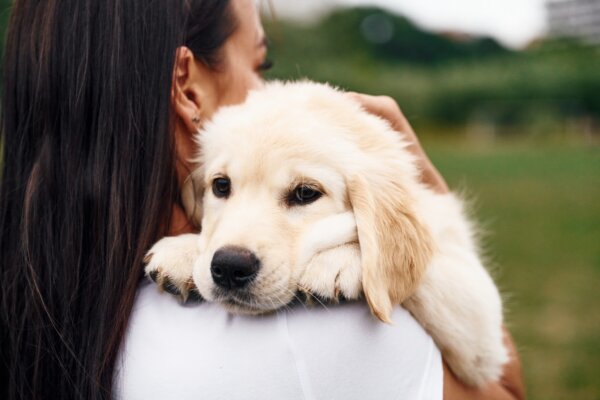 woman with cute little golden retriever dog