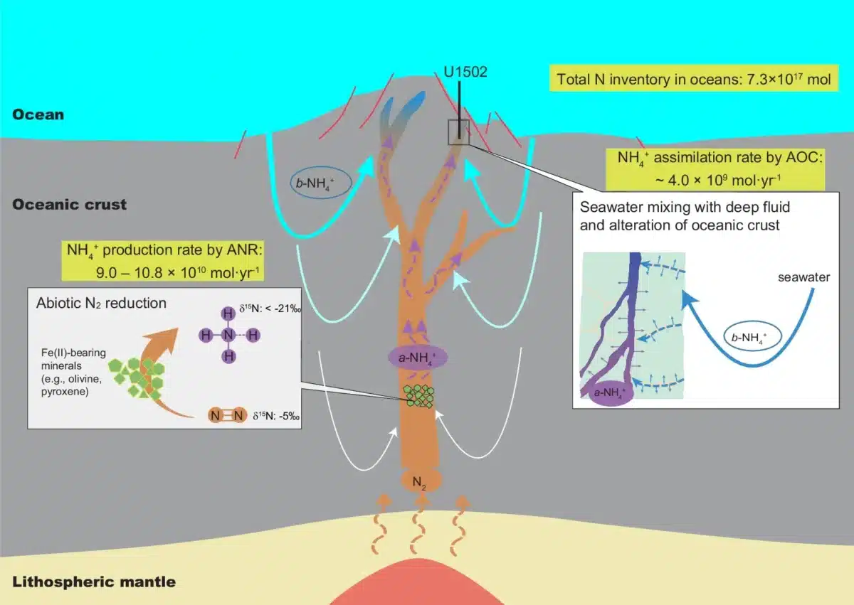 Schematic diagram (not to scale) showing abiotic N2 reduction in deep fluids, mixing of seawater into deep fluids, and alteration of oceanic crust in mid-ocean ridge hydrothermal systems.